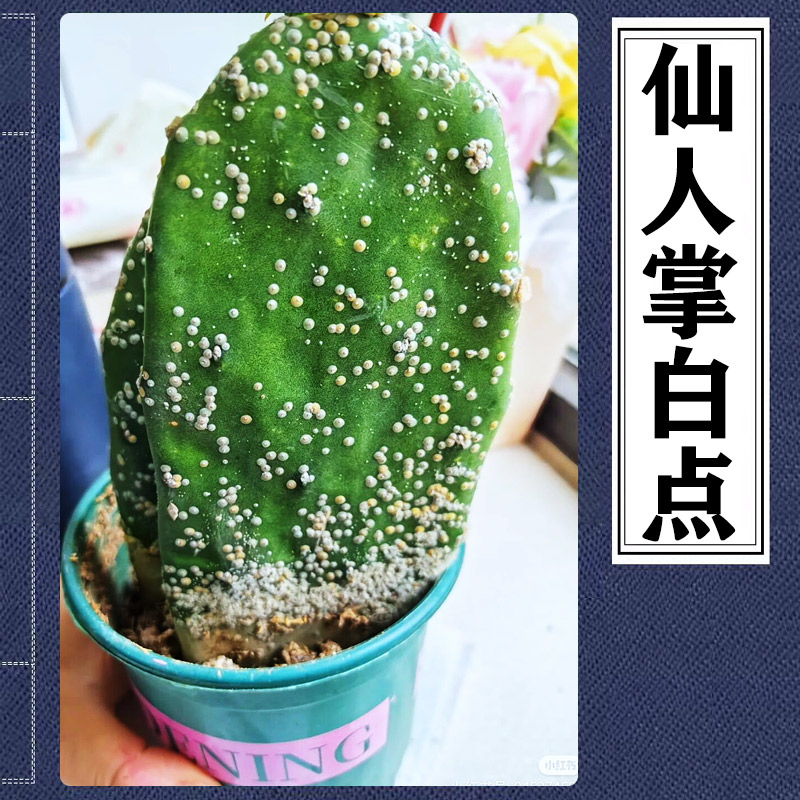 仙人掌仙人球发白长白点白盾蚧药