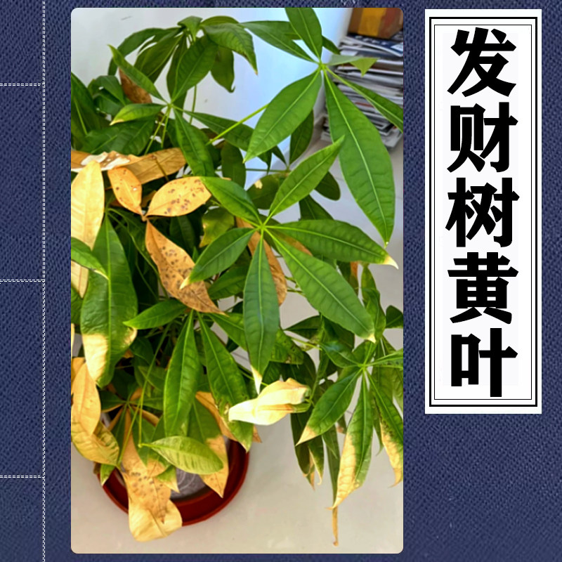 辫子发财树叶子发黄干枯掉叶独杆发财树焦尖黄斑黄叶落叶烂根发软