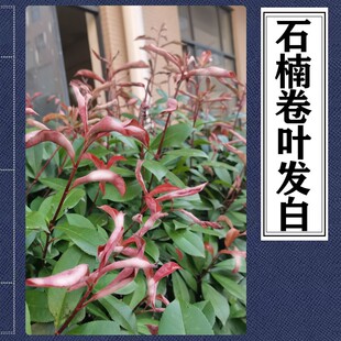 红叶石楠树苗白粉病石楠球卷叶皱缩叶石楠树球绿篱小苗白粉病治疗