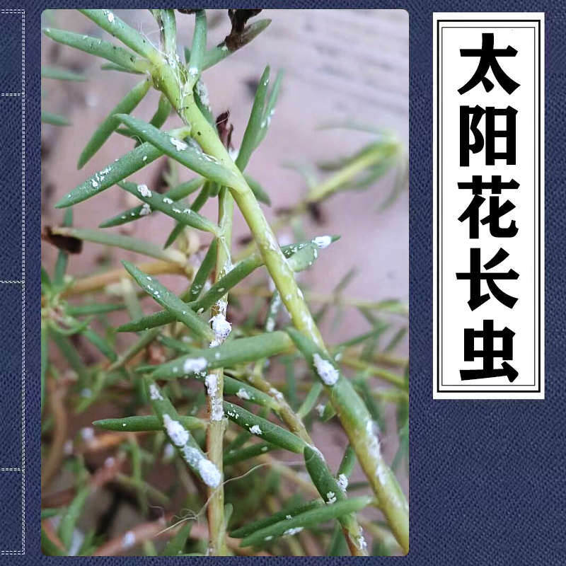 太阳花粉蚧长白色虫子重瓣太阳花蚧壳虫蓝雪花介壳虫太阳话小白虫