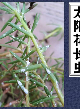 太阳花粉蚧长白色虫子重瓣太阳花蚧壳虫蓝雪花介壳虫太阳话小白虫