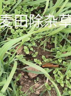 麦田阔叶杂草除草剂防除麦田大叶杂草麦地水花生小飞蓬野燕麦荠菜