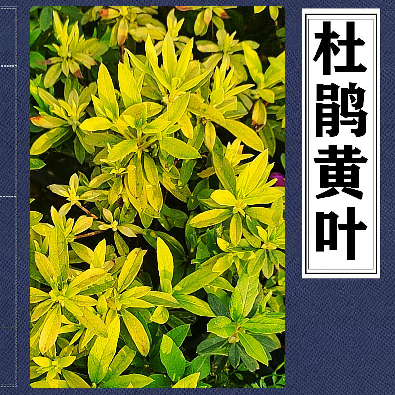 毛杜鹃叶面发黄毛鹃黄化症春鹃缺素夏鹃映山红黄叶杜鹃花黄叶变黄