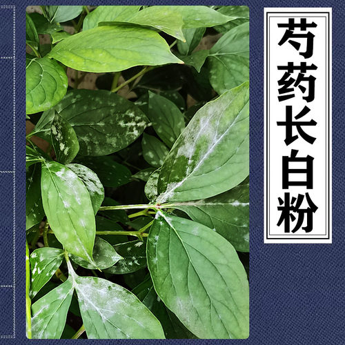 芍药白粉病治疗芍药花白粉病白芍白霉病芍药叶白粉白霉菌叶子发白