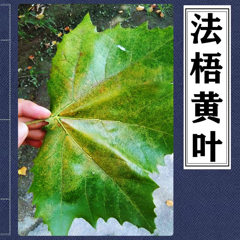 法梧叶子发黄法桐树黄化症悬铃木叶片焦黄速生法桐方翅网蝽杀虫剂