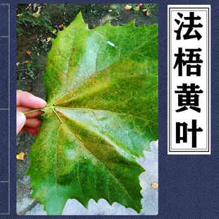法梧叶子发黄法桐树黄化症悬铃木叶片焦黄速生法桐方翅网蝽杀虫剂