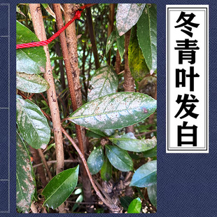法国冬青绿篱冬青卫矛叶发白大叶冬青球珊瑚树网蝽军配虫杀虫剂