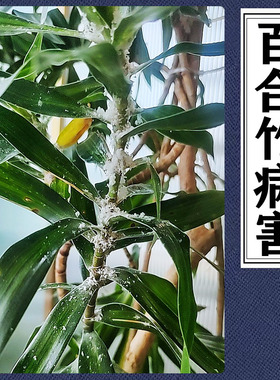 百合竹白色小虫白絮金边百合竹白沫造型百合竹枯叶枯萎病枝干干瘪