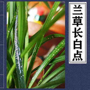 兰花密密麻麻白点兰草叶白斑白粉蝴蝶兰斑点白色点点白虫
