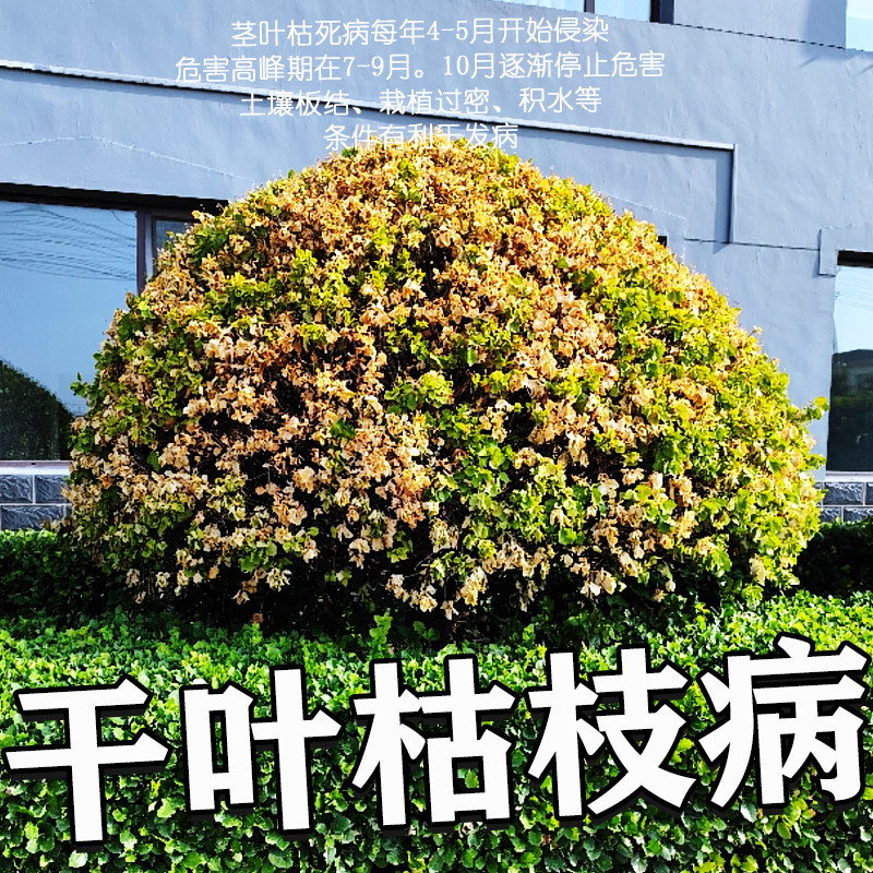 黄杨冬青枝叶干枯叶枯病大叶黄杨卫矛枝枯病茎叶枯死病干枝叶发白