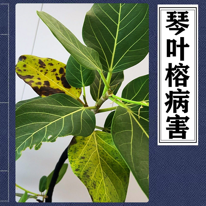 琴叶榕干边黄叶锈斑僵苗琴叶榕新叶干枯卷叶焦尖黄金榕叶子黑点