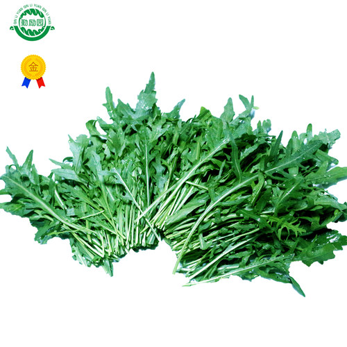 勤励园新鲜芝麻菜现摘现卖蔬菜健康食品西餐沙拉配菜食材榨汁用 - 封面