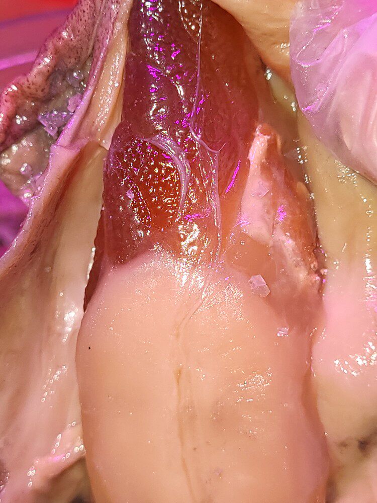 汕尾海丰本港海产特级有仁红心尼阿爆膏咸鱿鱼咸尼阿尼阿解 500克