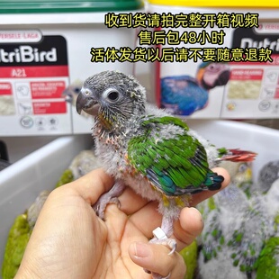 手养半毛小太阳宠物活体鹦鹉雏鸟蓝化黄边凤梨肉桂绿颊可学说话