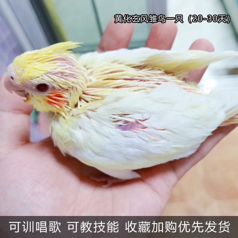 手养玄凤半毛牡丹小鸟活体活物