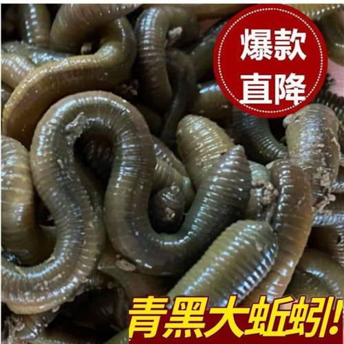 臭蚯蚓王大军综合耳泥鳅浙江黄鳝