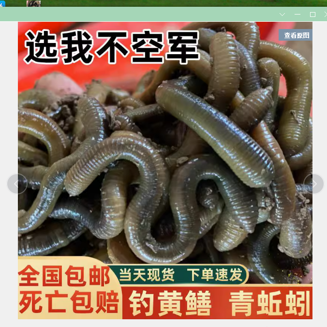 黑蚯蚓/大臭蚯蚓 /青蚯蚓王大军包邮