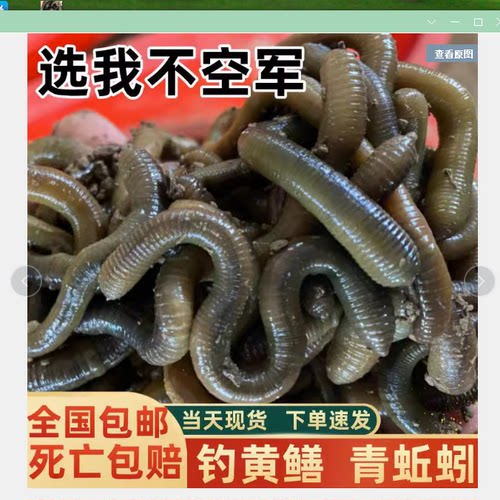 蚯蚓泥鳅王大军综合耳黄鳝宁波