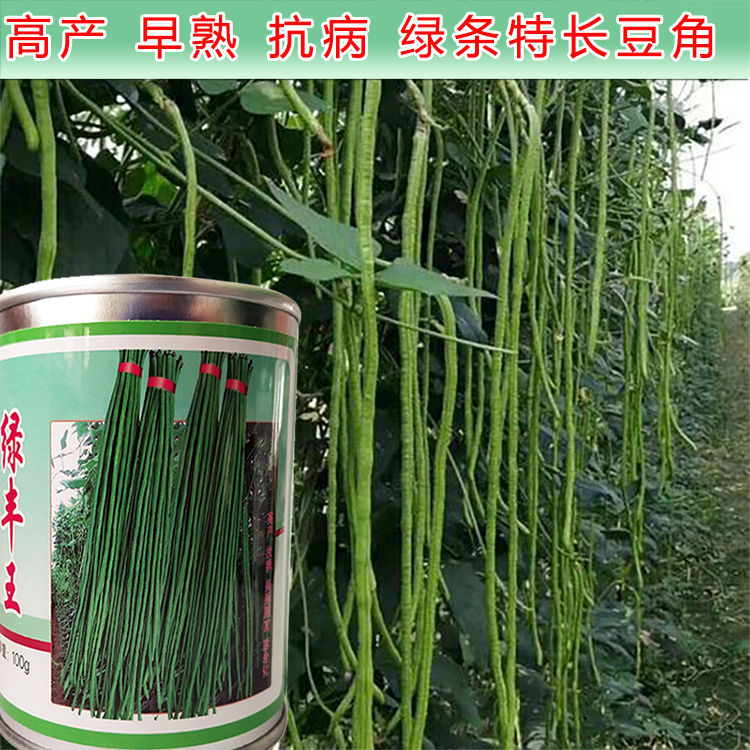特长豆角种子青条早熟