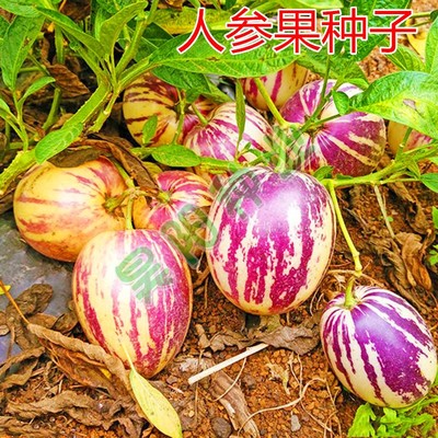 人参果水浆家庭菜阳台盆栽种子