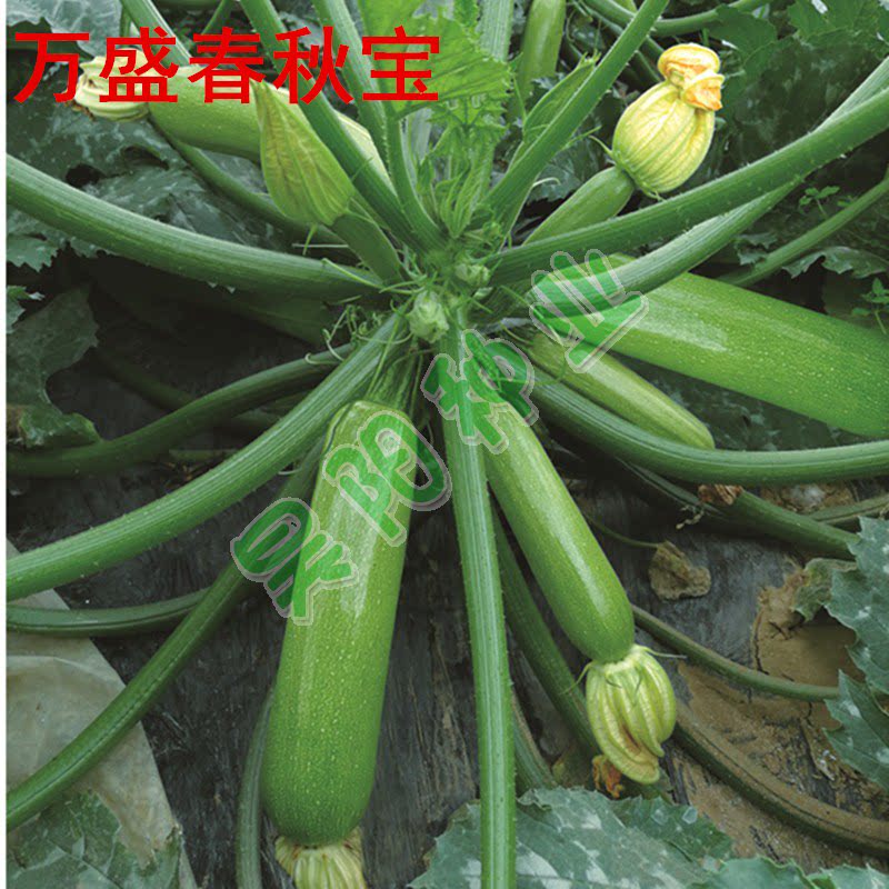 高产早熟西葫芦品种翠绿油亮春秋茬大拱棚与露地栽培 万盛春秋宝