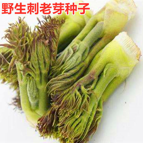 野生刺老芽种子生长速度快