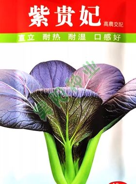 紫油菜籽种耐热耐湿四季