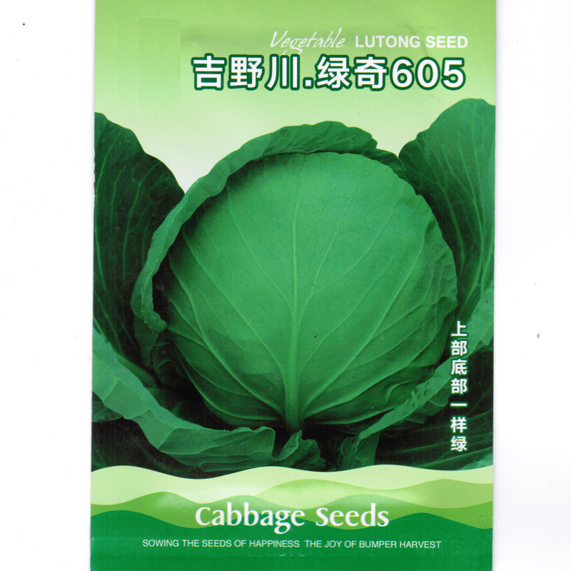 大头菜不裂球抗热绿奇甘蓝种子