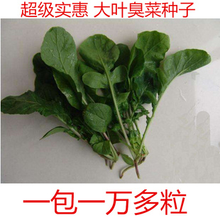 大叶臭菜种籽儿小叶芝麻菜种子臭菜籽种春秋四季阳台盆栽蔬菜种孑
