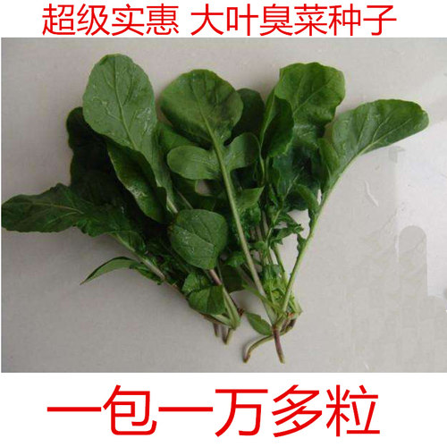 大叶臭菜种籽儿小叶芝麻菜种子臭菜籽种春秋四季阳台盆栽蔬菜种孑 - 封面
