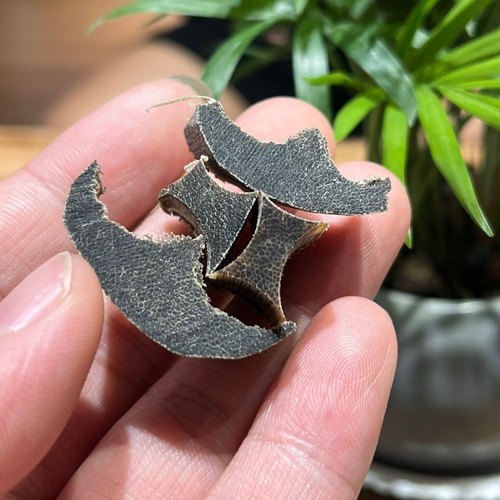 碎料保真角料养生文玩药材料披毛犀角鱼籽纹支持检测