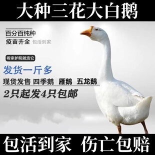 大种三花大白鹅活苗灰鹅雁鹅苗半大五龙鹅苗半大鹅活体鹅苗包活
