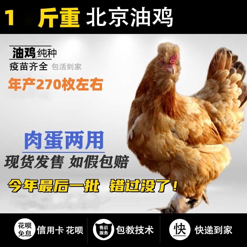 黄色北京油鸡白色北京油鸡观赏鸡活体毛脚凤冠包健康