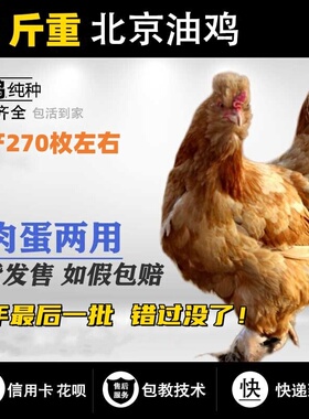 黄色北京油鸡白色北京油鸡观赏鸡活体毛脚凤冠包健康