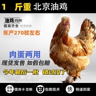 黄色北京油鸡白色北京油鸡观赏鸡活体毛脚凤冠包健康