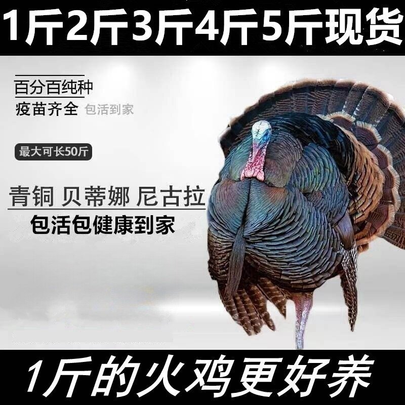 一斤大火鸡观赏鸡青铜火鸡尼古拉火鸡大型宠物鸡包活到家
