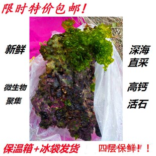 免爆藻活石新鲜高钙深海活石海水缸鱼缸开缸造景多孔微生物集聚