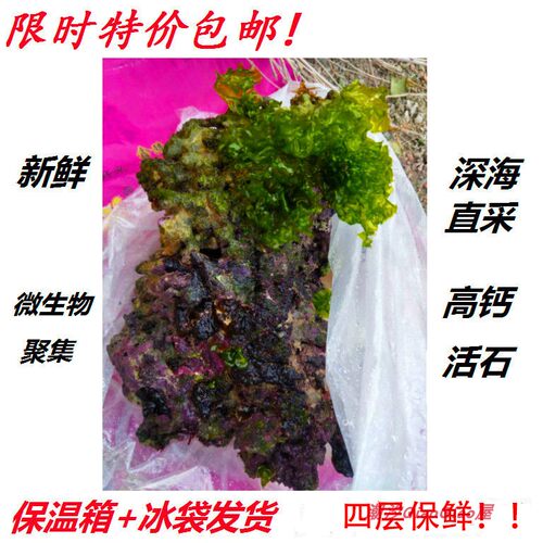 免爆藻活石新鲜高钙深海活石海水缸鱼缸开缸造景多孔微生物集聚