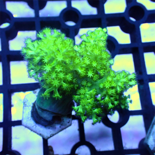 海水观赏珊瑚活体 荧光绿麦穗珊瑚活物 黄金圣诞树人工麦穗绿手指
