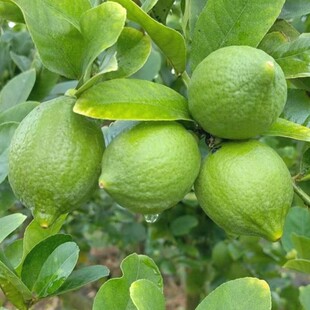 塔希提无籽青柠檬苗嫁接香水柠檬树苗四季牛脚子土柠檬苗盆栽带土