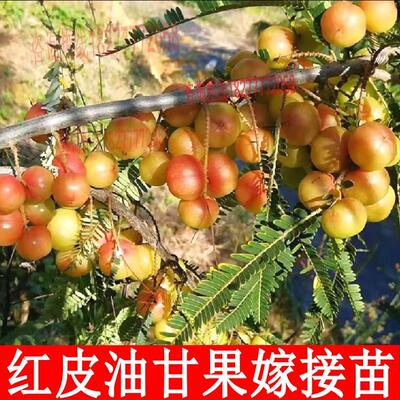 无锡水蜜桃软桃礼盒装