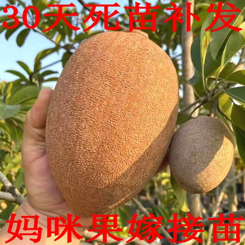 妈咪果苗嫁接苗带土发货妈咪果树苗潘婷马加纳洛里托树苗马梅南