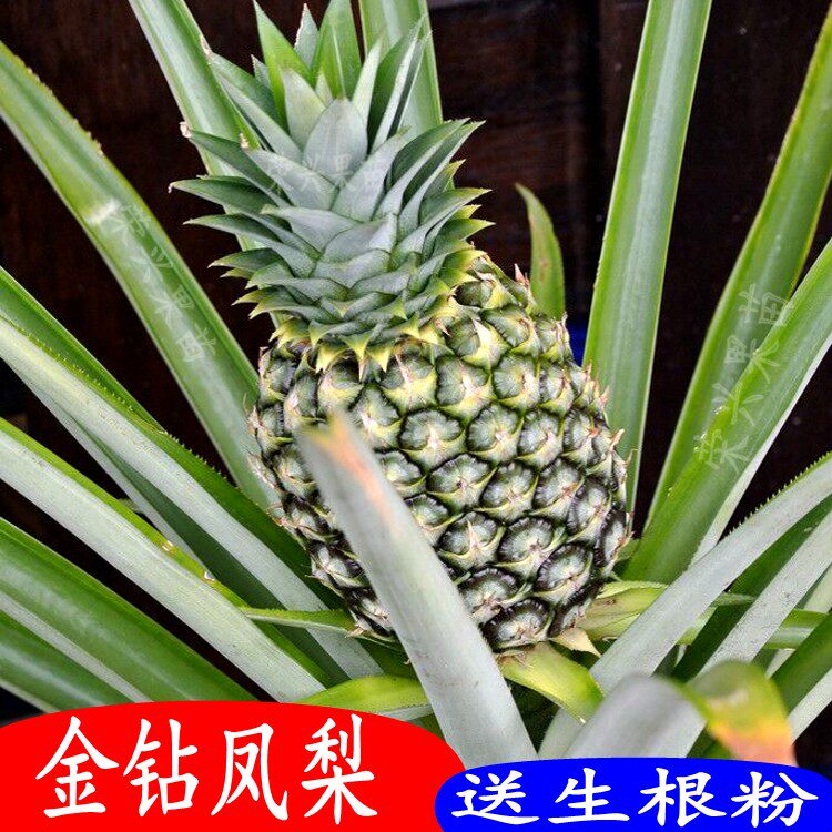 金钻凤梨苗17号菠萝苗台湾金钻