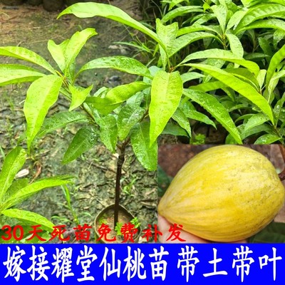 蛋黄果苗树嫁接耀堂仙桃苗木瓜仙桃罗斯果苗四季结果庭院盆栽带土