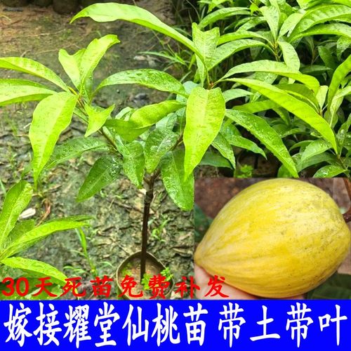 蛋黄果苗树嫁接耀堂仙桃苗木瓜仙桃罗斯果苗四季结果庭院盆栽带土