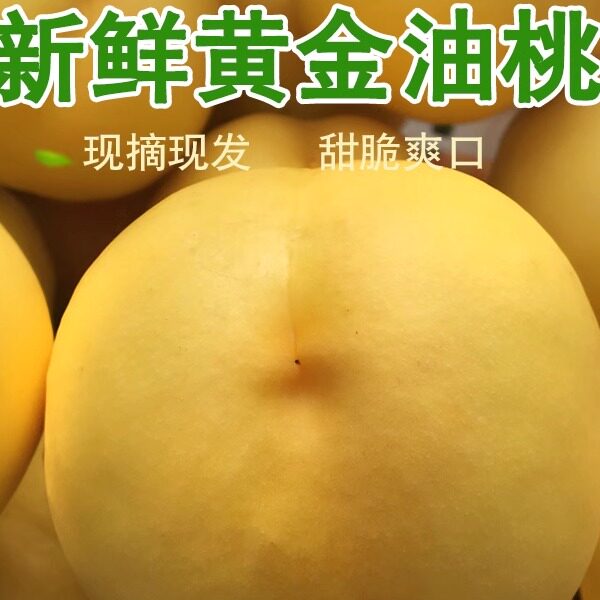 牛庆花蒙阴黄桃新鲜水果沂蒙山桃桃