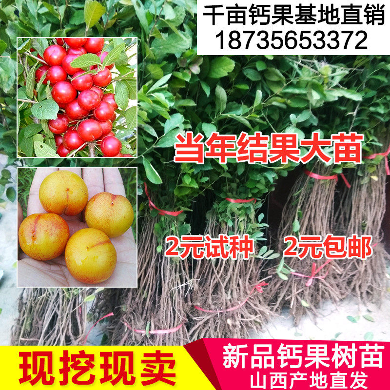 千亩钙果树苗山西农大中华钙果苗 欧李苗盆栽试种四季果树苗包邮