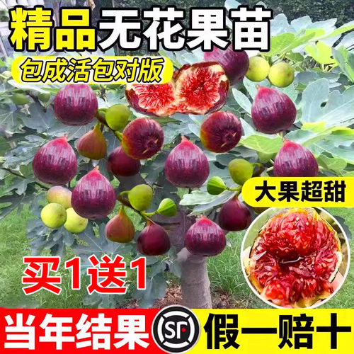 无花果树果苗盆栽特大果