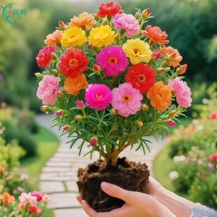 【老桩太阳花】多色重瓣耐寒庭院当年开花盆栽带根花卉阳台太阳花