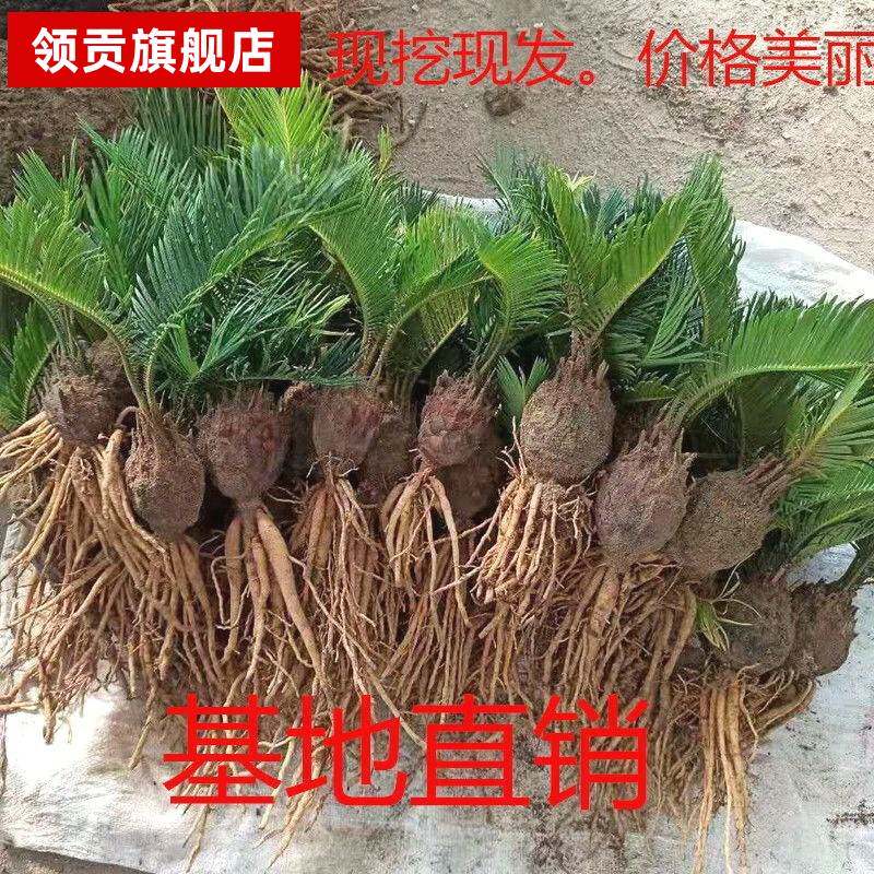 铁树小叶苏铁子母铁绿植净化空气铁树盆景办公室阳台摆件